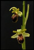 Ophrys sphegodes